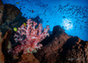 Komodo Dragons, Mantas & Reef Adventure 2028 