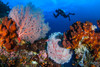  Raja Ampat Luxury Liveaboard Photo Workshop 2028 
