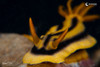 A yellow and black nudibranch