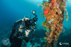  Anilao Philippines Ultimate Photo Workshop December 2028 