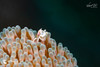  Anilao Philippines Ultimate Photo Workshop December 2028 
