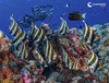A school of batfish