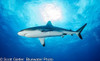 A lone black-tipped shark