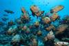 A large school of groupers