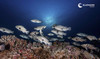  Fakarava Grouper Spawning Trip June 2031 