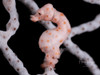 A pygmy seahorse camouflaged