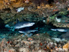 A black-tipped shark in a little cove