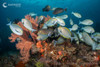  Luxury Raja-Misool-Halmahera Liveaboard Expedition 2029 