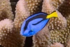 The shy Blue Palette Surgeonfish