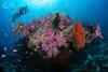 Fiji Ultimate 10-night Soft Coral Wide-Angle Liveaboard Trip 2029 