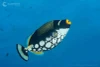  Fiji Ultimate 10-night Soft Coral Wide-Angle Liveaboard Trip 2029 