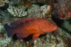  Fiji Ultimate 10-night Soft Coral Wide-Angle Liveaboard Trip 2029 