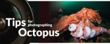 Tips for Photographing Octopus