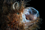 Lembeh 2018 Photo Workshop Highlights