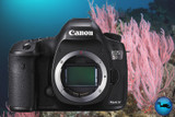 Canon 5D Mk IV Review