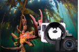 Canon Sl3: The World's Smallest Underwater DSLR