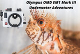 Olympus OM-D E-M1 Mark III Underwater Review