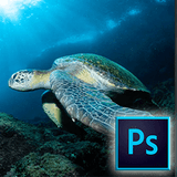 How to Remove Backscatter Quickly with Photoshop