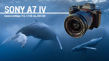 Sony A7 IV Underwater Camera Review