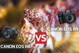 Canon EOS R5 vs Canon EOS R6 for Underwater Photography