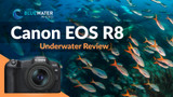 Canon EOS R8 Underwater Photos & Review