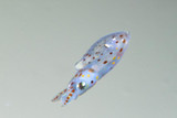 Hatching Market Squid: The Art of Photographing Supermacro Larvae