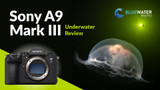 Sony A9 III Underwater Review