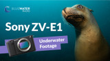 Sony ZV-E1 Underwater Review