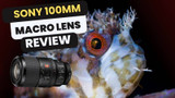 Sony 100mm Macro Lens Review