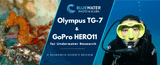 Olympus TG-7 Underwater Macro Photography: A Research Diver’s Review