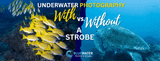 Underwater Photography With vs. Without a Strobe: Is a Strobe Worth It?