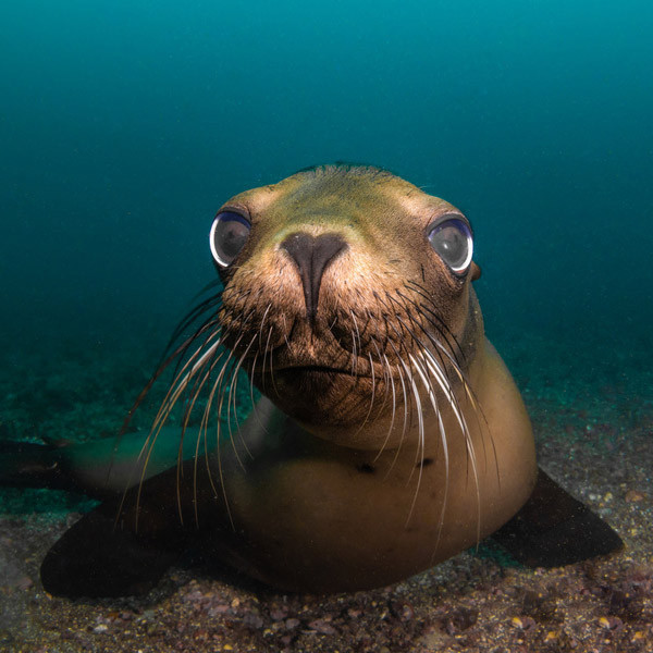 Underwater Photography and Trips