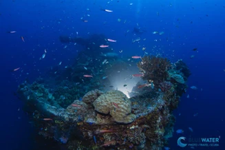 Marelux Remote Strobe Trigger Explained: How It Works Underwater