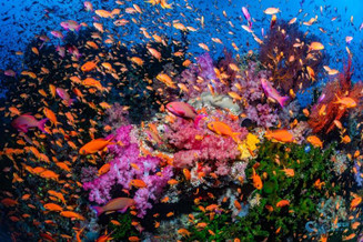 Diving Fiji with the Sony A6700 Dream Setup