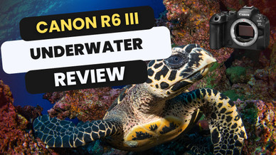 Canon EOS R6 Mark III Underwater Review