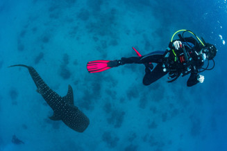 Scuba Essentials for Underwater Photography