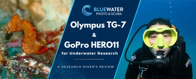 Olympus TG-7 Underwater Macro Photography: A Research Diver’s Review