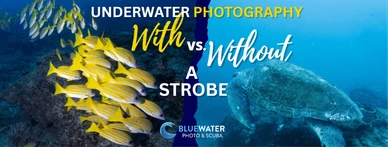 Underwater Photography With vs. Without a Strobe: Is a Strobe Worth It?