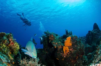 Caribbean Underwater Photography: Tips, Marine Life & Gear