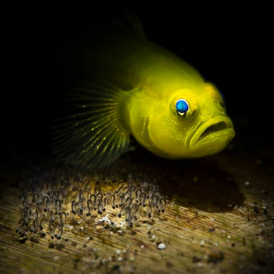 Anilao Philippines Ultimate Photo Workshop Spring 2026