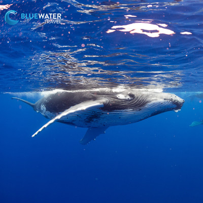 Close Encounters with Humpback Whales in French Polynesia 2026