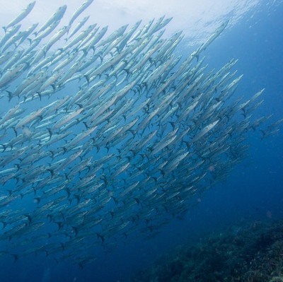 Halmahera Remote Indonesia Liveaboard Trip August 2027