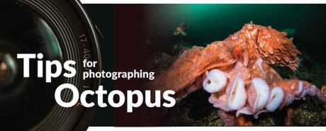 Tips for Photographing Octopus