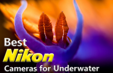 Best Nikon Cameras for Underwater (2019)