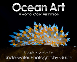 Ocean Art Photo Contest announced, $80,000 prizes