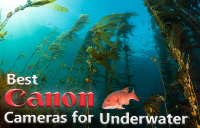 Best Canon Cameras for Underwater