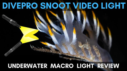 DivePro Snoot Video Light Underwater Review