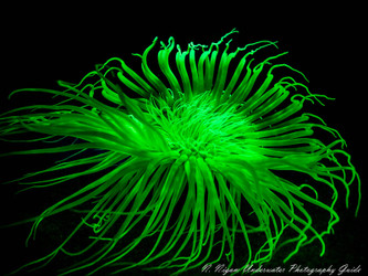 The Easiest Underwater Fluorescence Photography Kit