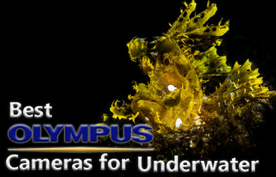 Best Olympus Cameras for Underwater (2019)