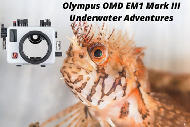 Olympus OM-D E-M1 Mark III Underwater Review